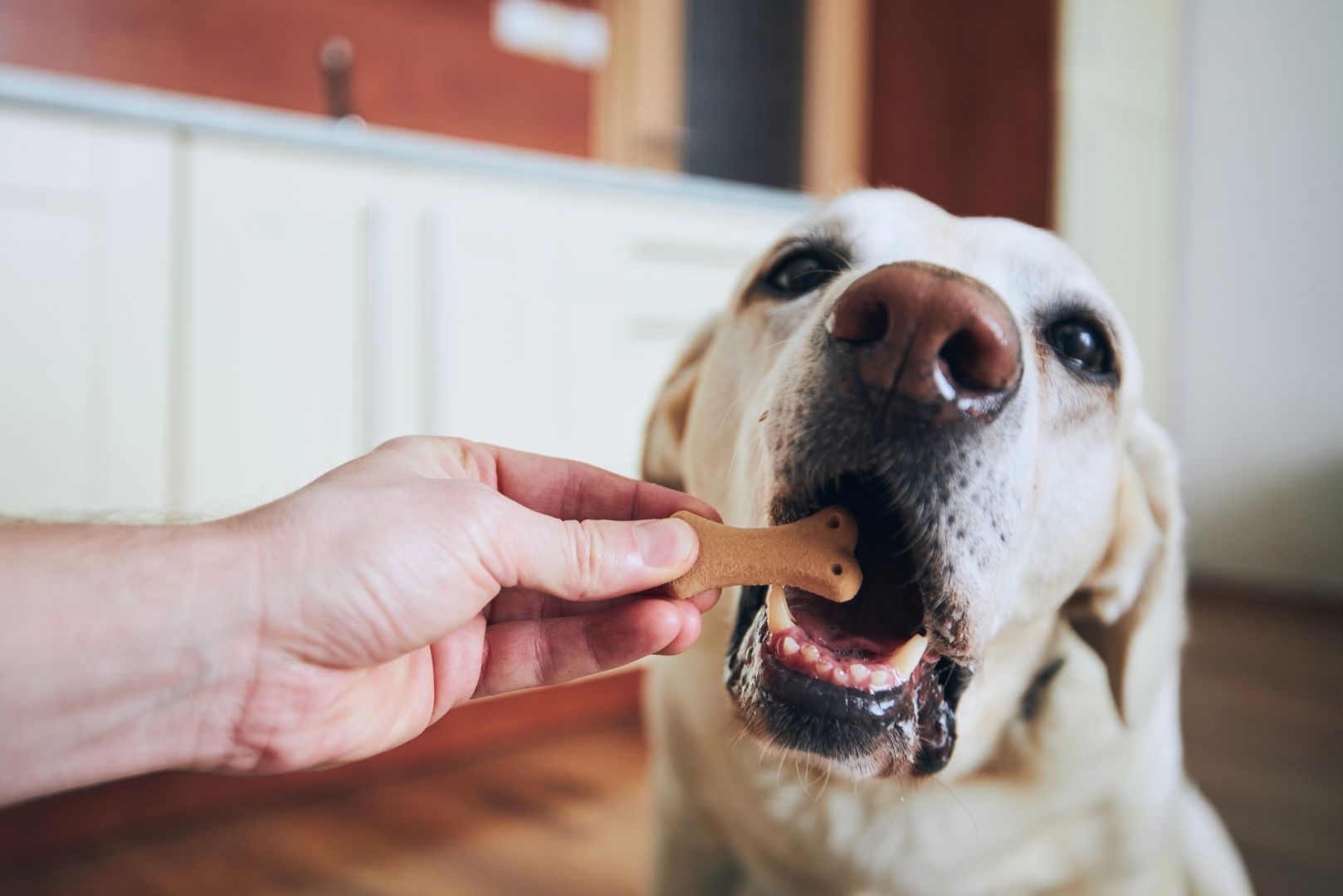 receta de galleta casera para perros patitasco